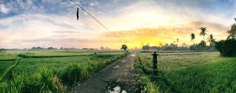 Panorama sur les rizières le matin à Ubud
