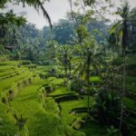 Rizières en terrasse à Bali